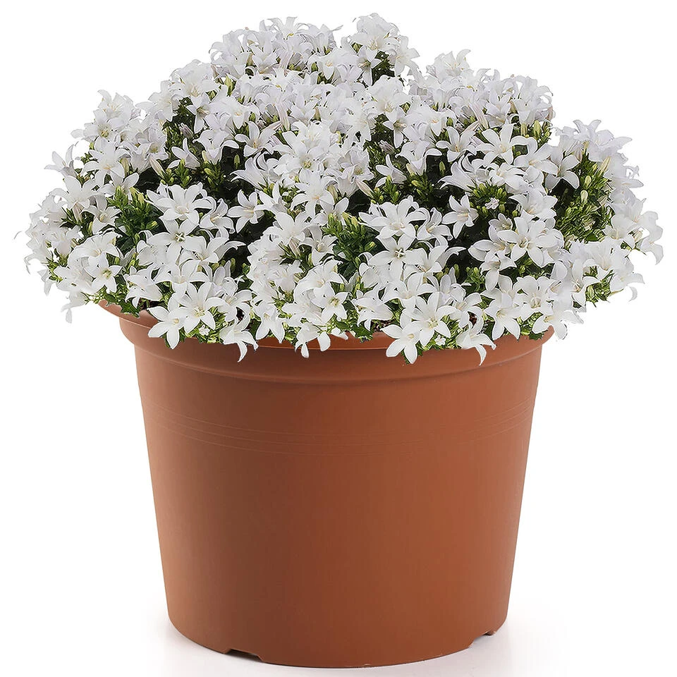 Forte Plastics Bloempot - Terracotta - Kunststof - Rond - 30 Cm 4 Forte Plastics Bloempot - Terracotta - Kunststof - Rond - 30 Cm - Afbeelding 2