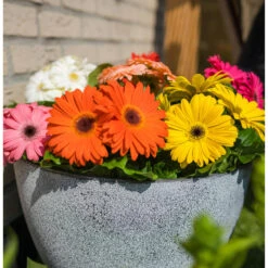 Ter Steege Bloempot/plantenpot - Buiten - Betongrijs - D19/H15 Cm 5 Ter Steege Bloempot/plantenpot - Buiten - Betongrijs - D19/H15 Cm -Tuinmeubel Winkel 3a11dbe4f28b474a99c03a1eb5e2cc38