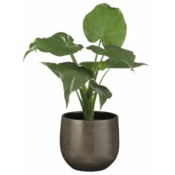 Bloempot Bruin Ribbels Keramiek Voor Kamerplant H16 X D18 Cm 8 Bloempot Bruin Ribbels Keramiek Voor Kamerplant H16 X D18 Cm -Tuinmeubel Winkel 4270ebcd0aa2469a84bb14b44460f0b8