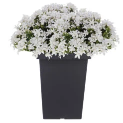 Prosperplast Bloempot - Kunststof - Antraciet - B23 X H35 Cm -Tuinmeubel Winkel 4280d9965be2419282847885b9490f1b