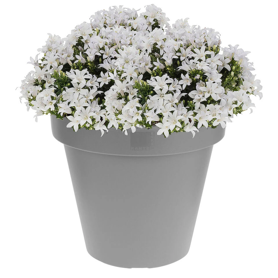 Prosperplast Plantenpot - Steen Grijs - Kunststof - 40 Cm 4 Prosperplast Plantenpot - Steen Grijs - Kunststof - 40 Cm - Afbeelding 2