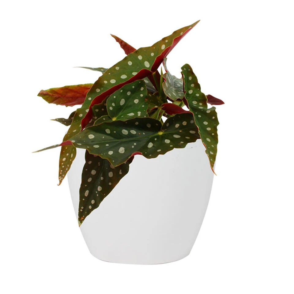 Steege Bloempot - Wit - Scandinavische Look - Keramiek - 13 X 11 Cm 4 Steege Bloempot - Wit - Scandinavische Look - Keramiek - 13 X 11 Cm - Afbeelding 2